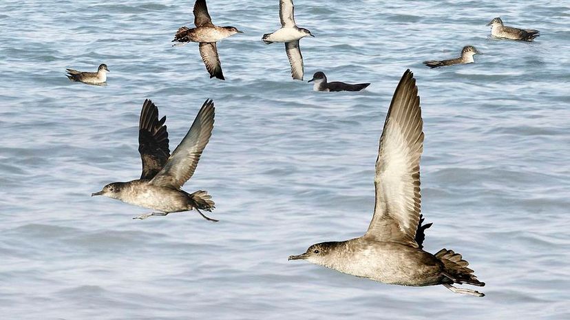 Balearic shearwater
