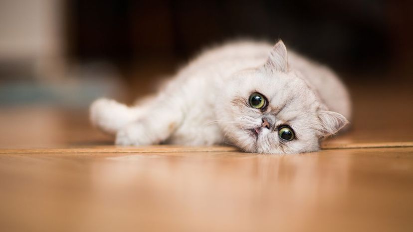 Exotic shorthair