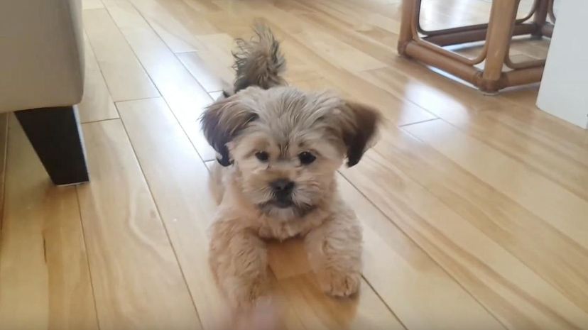 Morkie＂border=