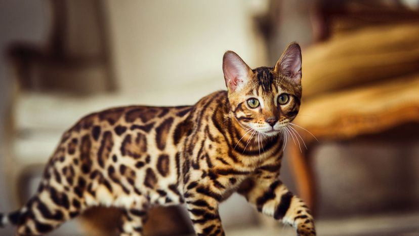 leopard cat