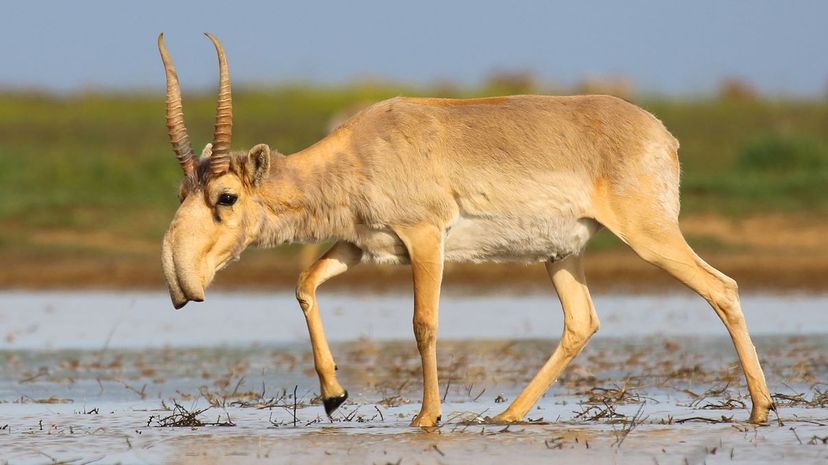 Saiga antelope