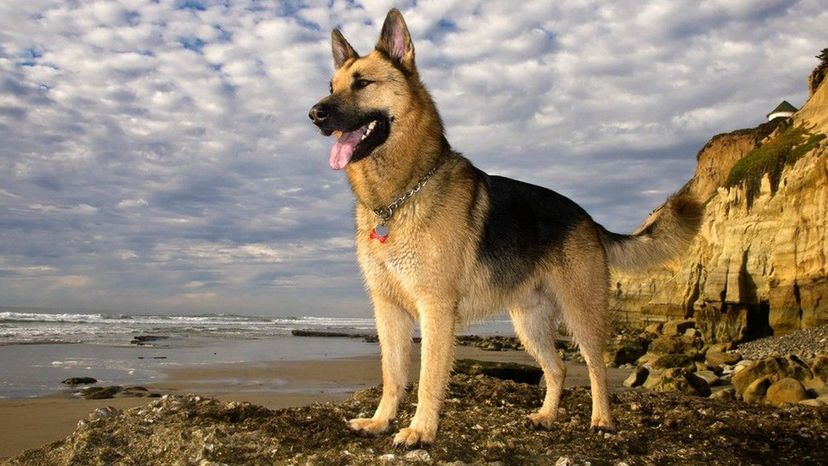 German Shepherd