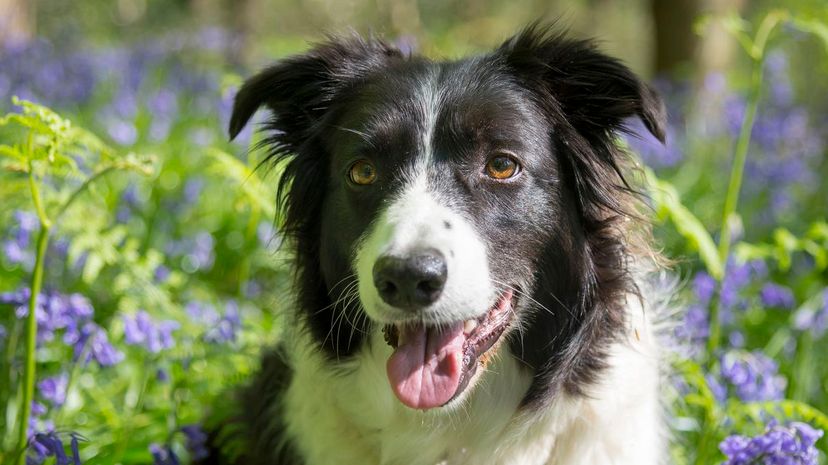 Border collie