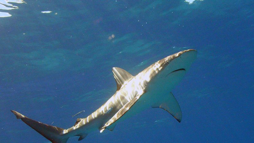 Galapagos shark