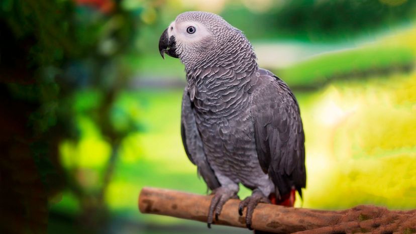 African Grey Parrot