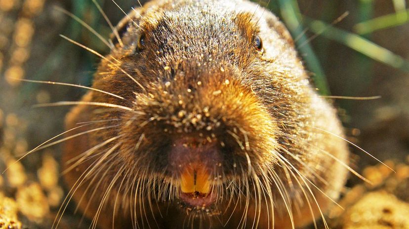 Gopher