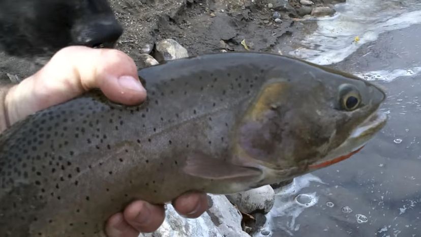 Snake River Fine-Spotted Cutthroat Trout