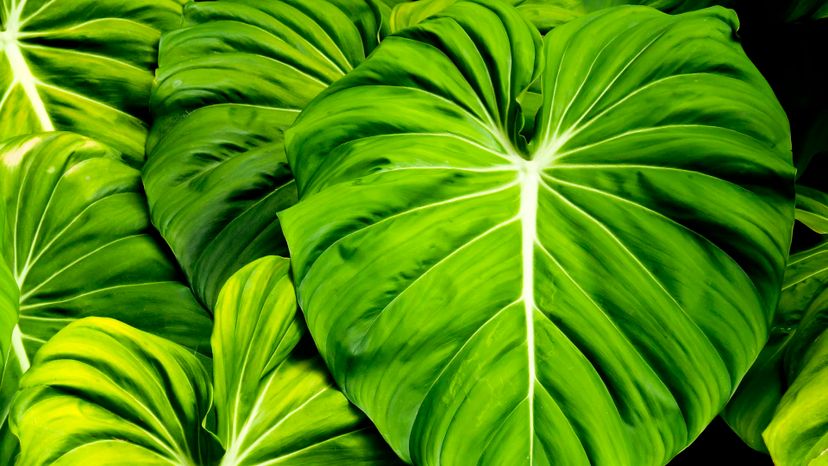 4 philodendron GettyImages-805893274