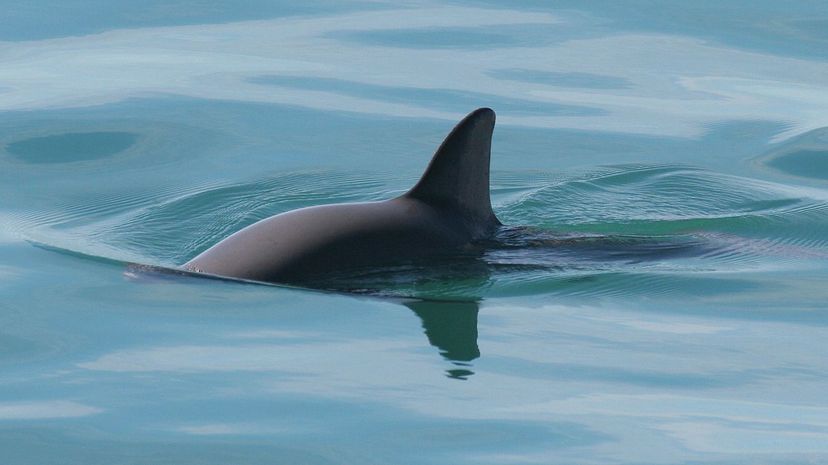 Vaquita