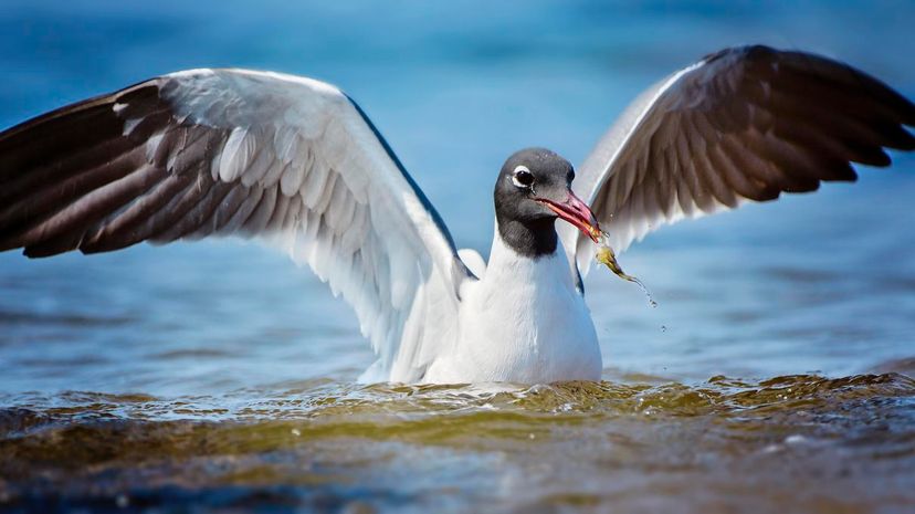 Laughing gull