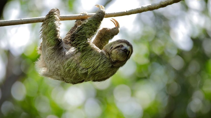 Tree sloth