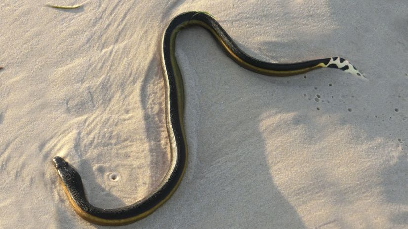 yellow-bellied sea snake