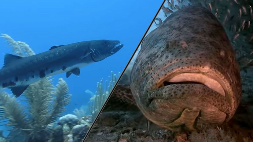 Barracuda and Goliath Grouper