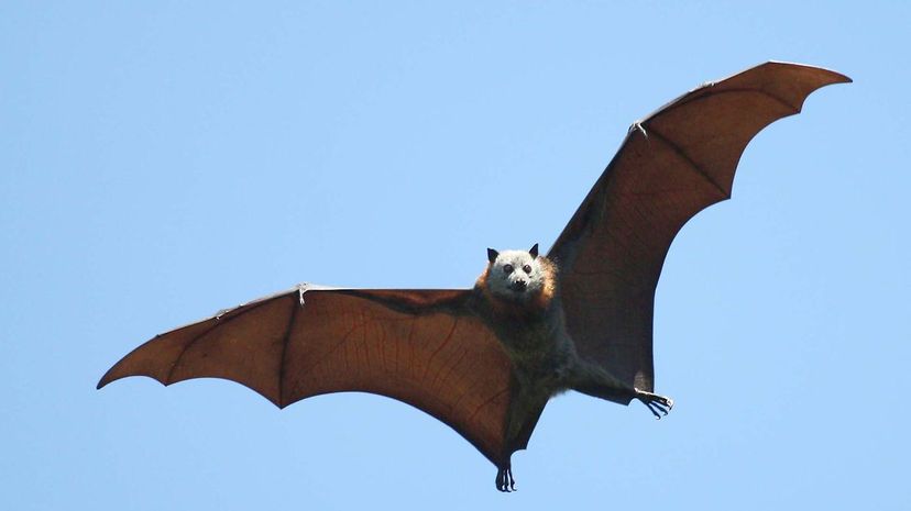 Bat