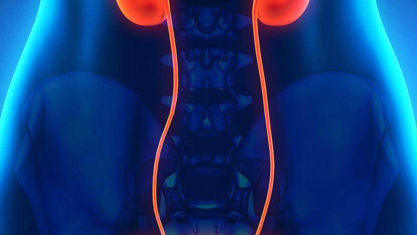 ureters