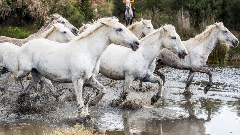 Only 1 in 50 People Can Recognize All of These Horse Breeds! Are You Up to the Challenge?