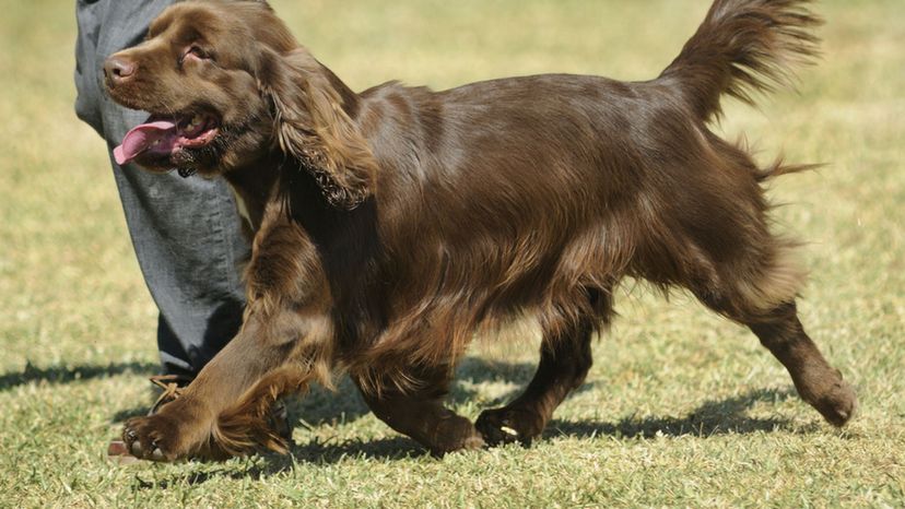 Sussex Spaniel