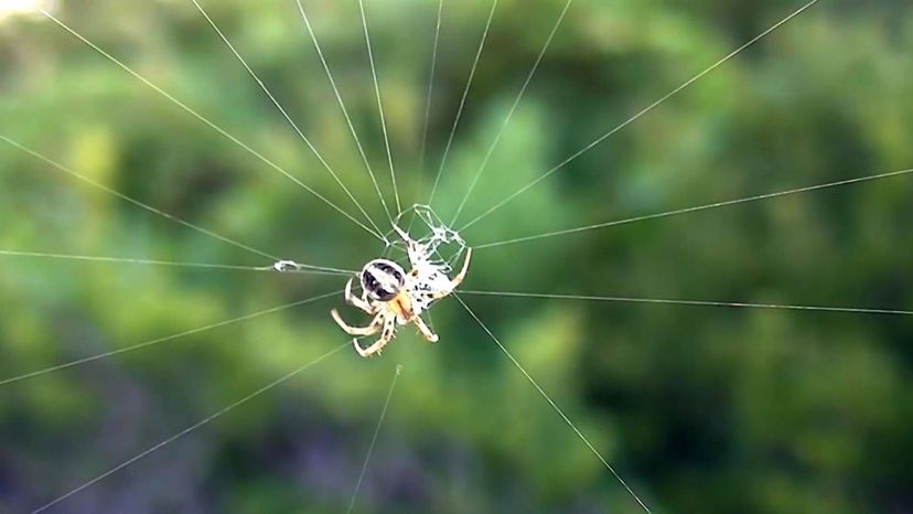 Orb Weaver