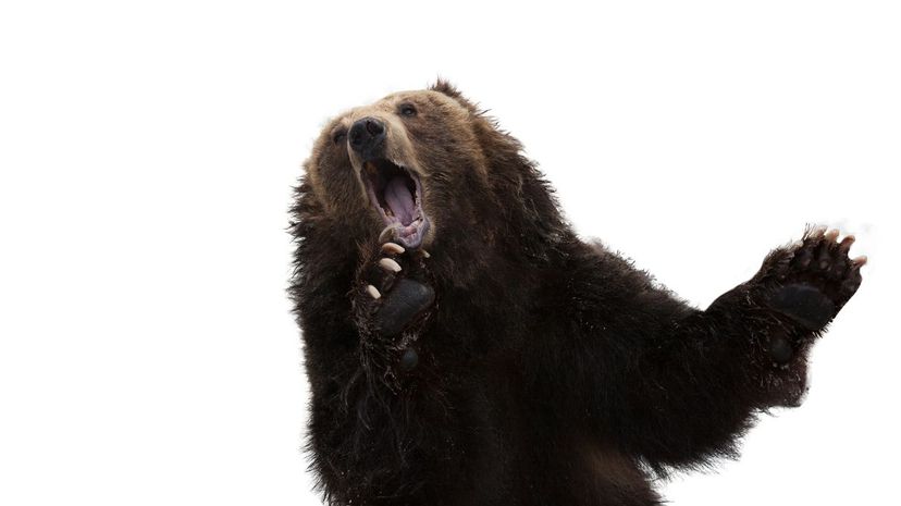 Bear roar
