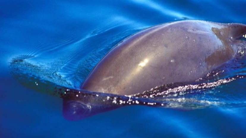 burmeister's porpoise