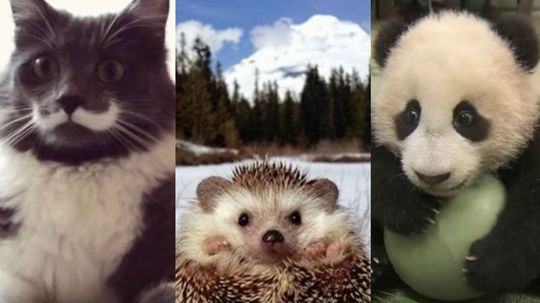 Which famous internet animal are you?