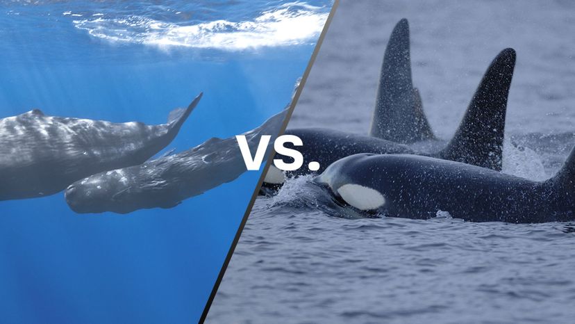 Sperm whale vs Killer whale