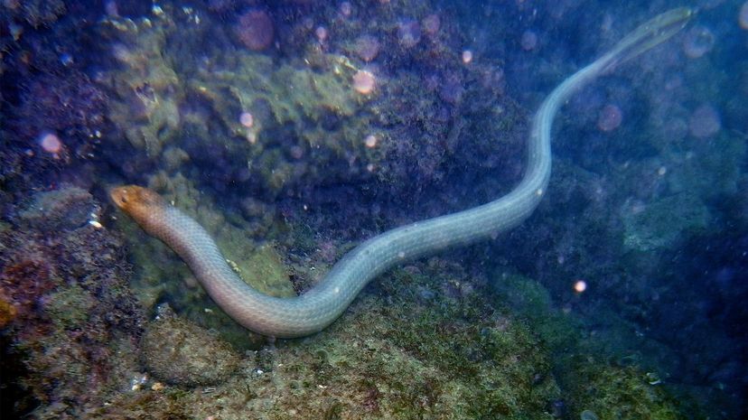 Olive-Brown Sea Snake
