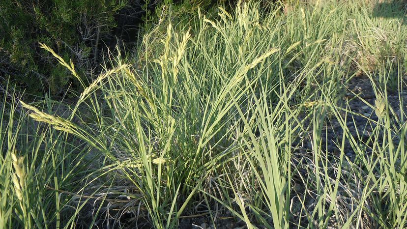 Salt Grass