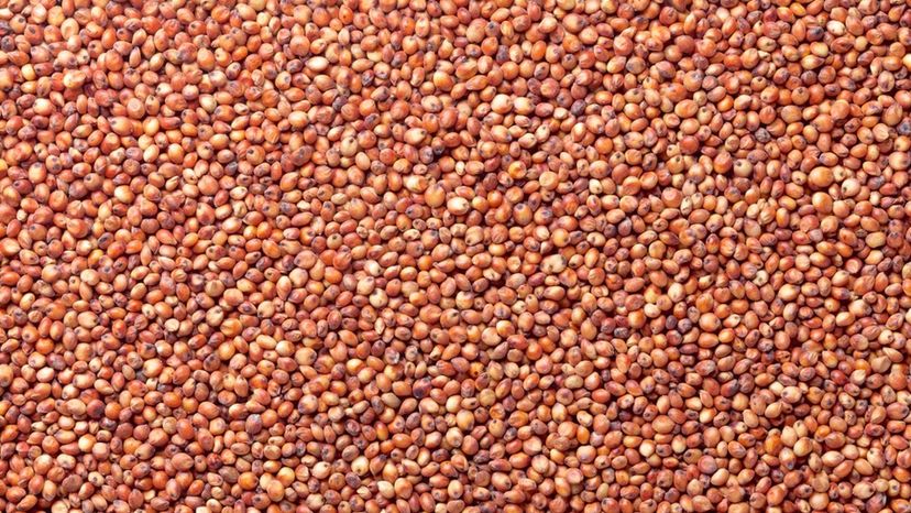 Sorghum