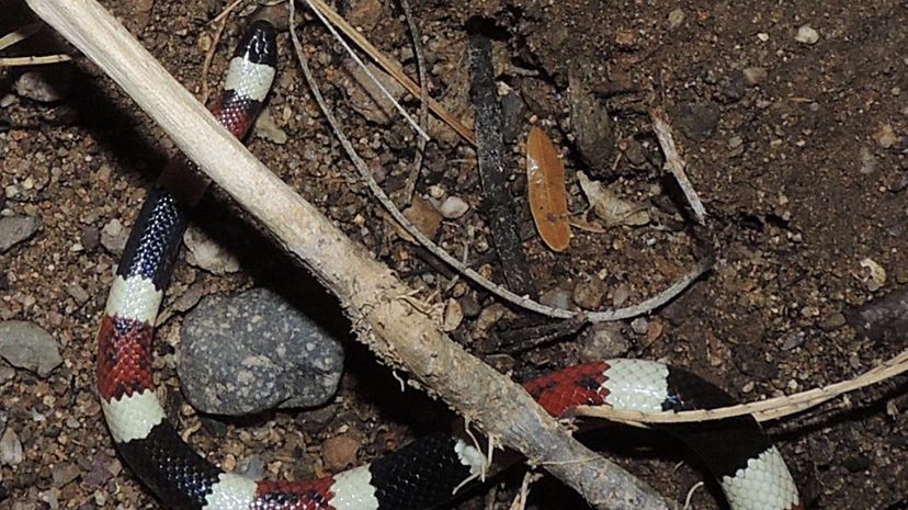 Arizona Coral Snake