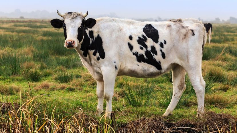 Cow