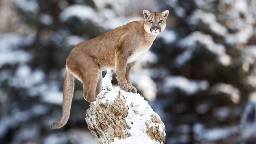 Mountain Lion