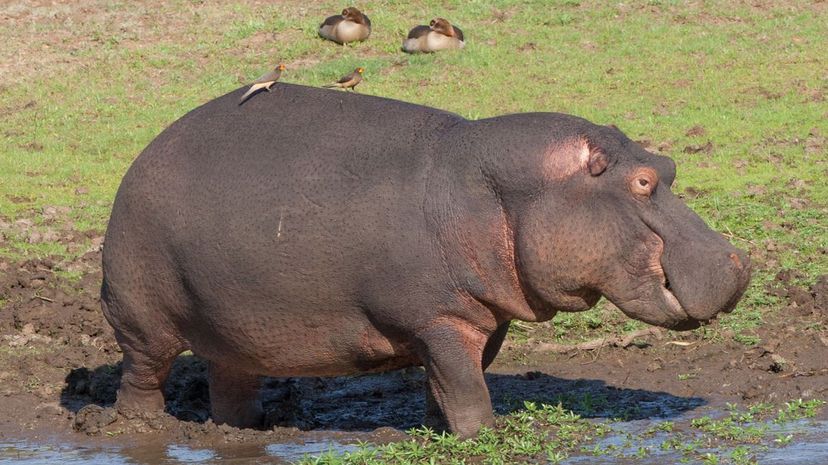 Hippopotamus