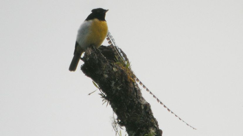 King of Saxony bird-of-paradise