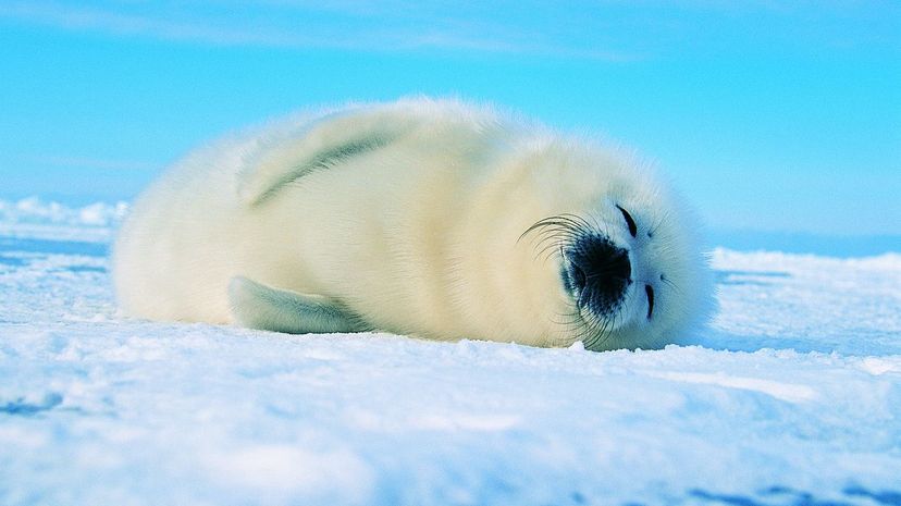 Harp seal