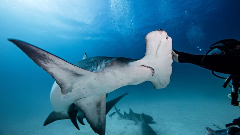 Hammerhead shark