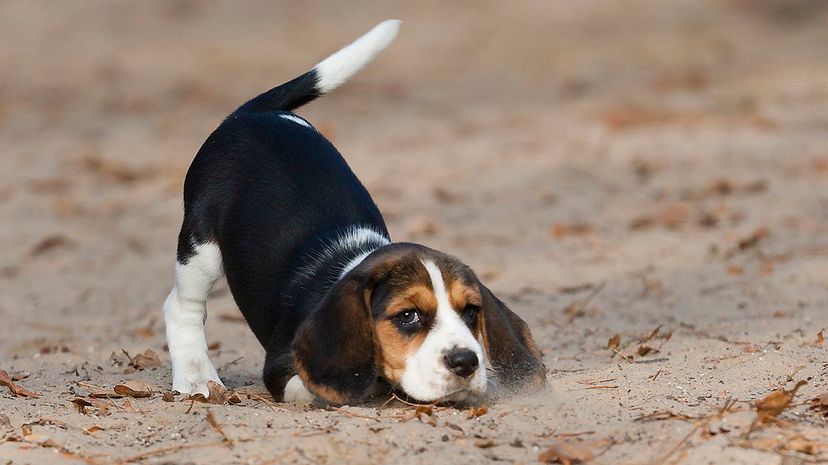 9 Beagle