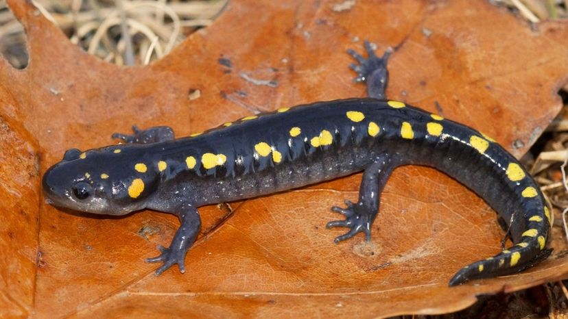 Spotted Salamander