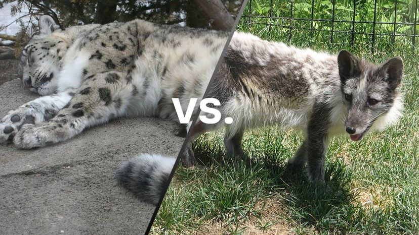 Snow Leopard vs Artic Fox