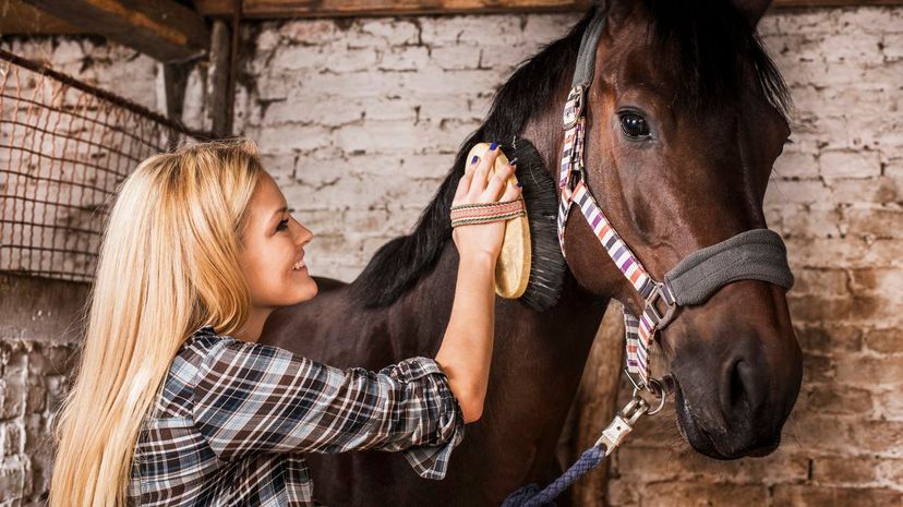 Grooming Horse