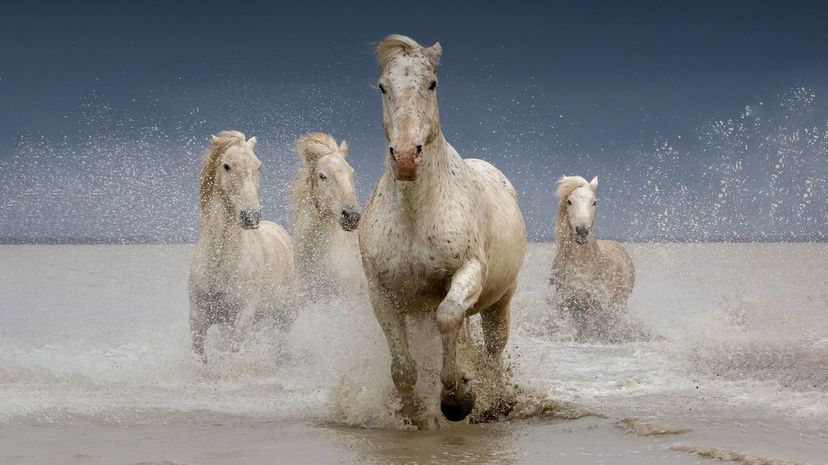 Which Rare Horse Breed Reflects Your Personality?
