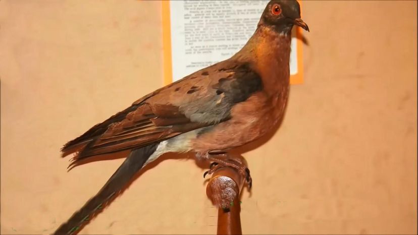 The Passenger Pigeon