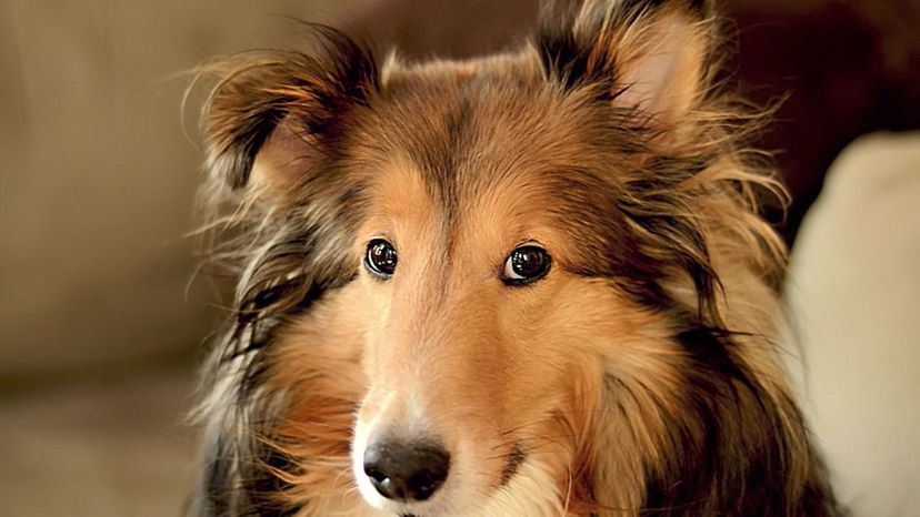 Collie