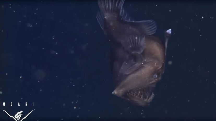 1 anglerfish