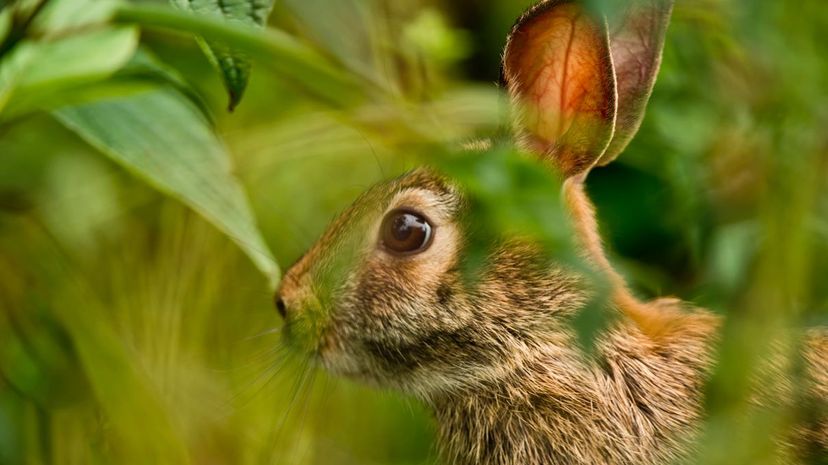 Eastern Cottontail