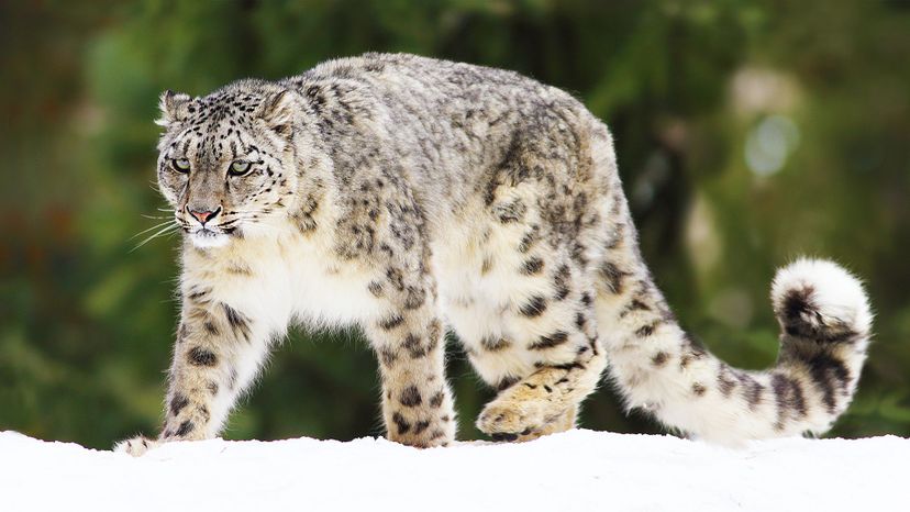 Snow leopard