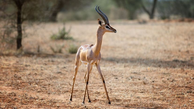 Gerenuk