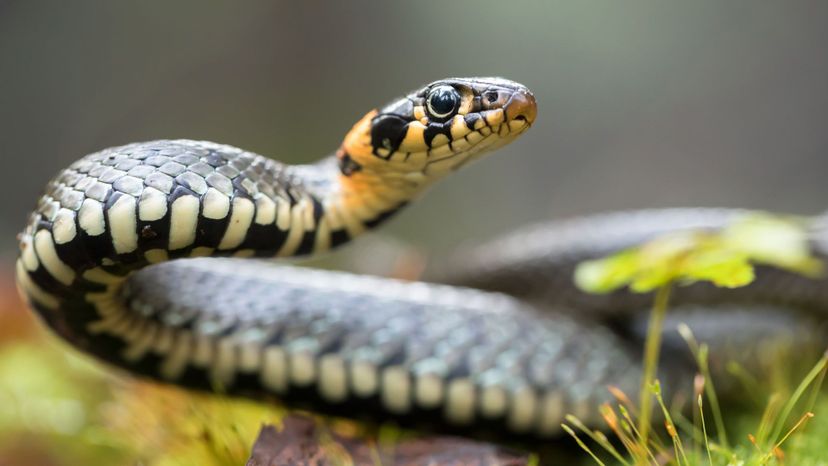 Barred Grass Snake