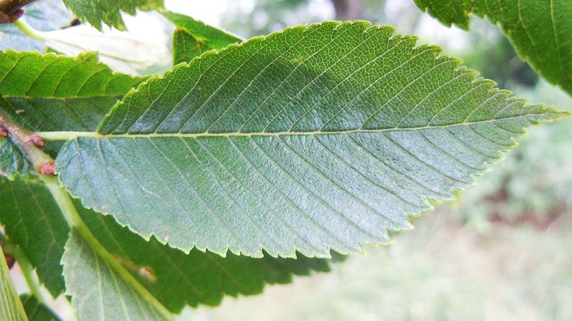 American elm