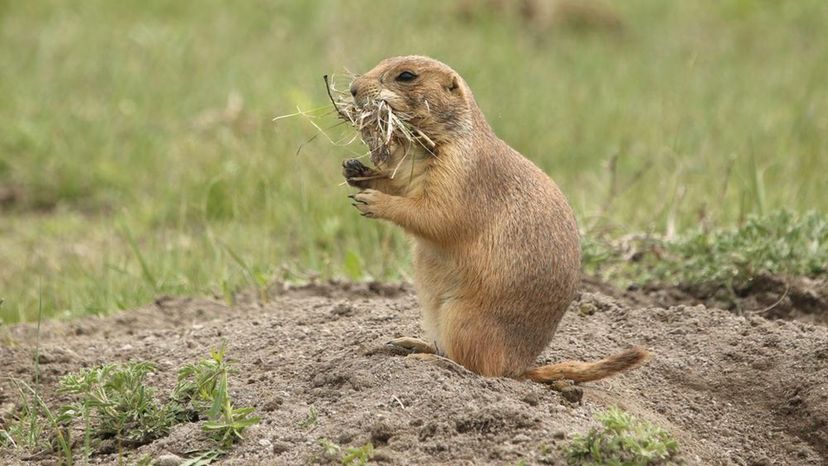 Black Tailed Prairie dog